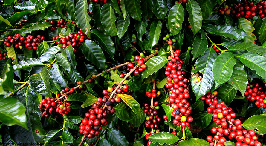 What can Nepal learn from global peers for coffee sector’s transformation?